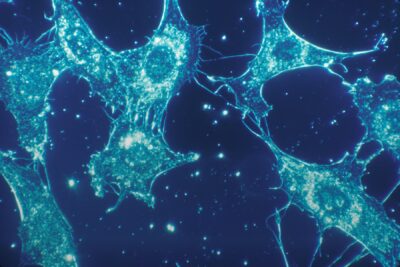 Cellule al microscopio